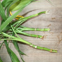 Propagating Lucky Bamboo